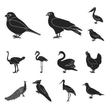 Kuş türleri set koleksiyonu tasarım için simgeler siyah. Ev ve vahşi kuş vektör simge stok web çizim.