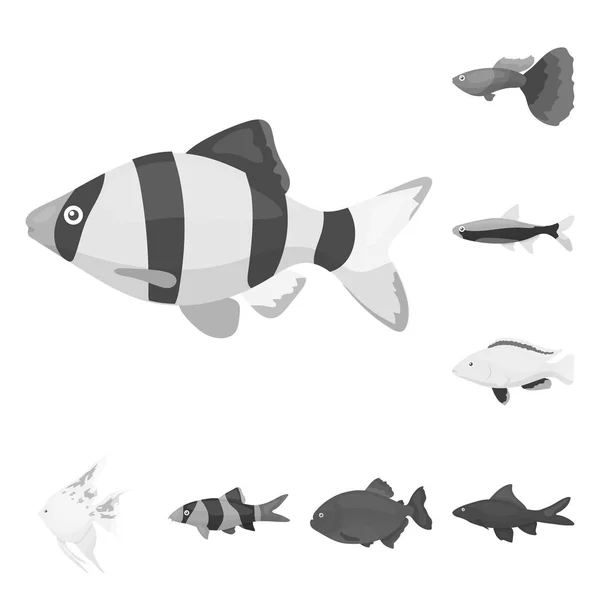 Diferentes tipos de ícones monocromáticos de peixes na coleção de conjuntos para design. Marinho e aquário peixe símbolo vetor web ilustração . — Vetor de Stock