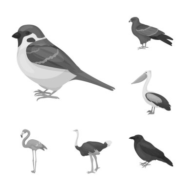 Kuşlar set koleksiyonu tasarım için tek renkli simgeler türleri. Ev ve vahşi kuş vektör simge stok web çizim.