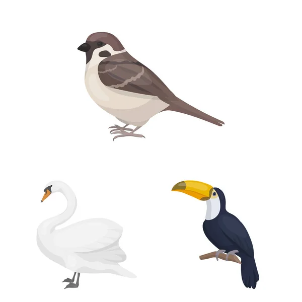 Types d'oiseaux icônes de dessin animé dans la collection de jeu pour la conception. Maison et sauvage oiseau vecteur symbole stock web illustration . — Image vectorielle