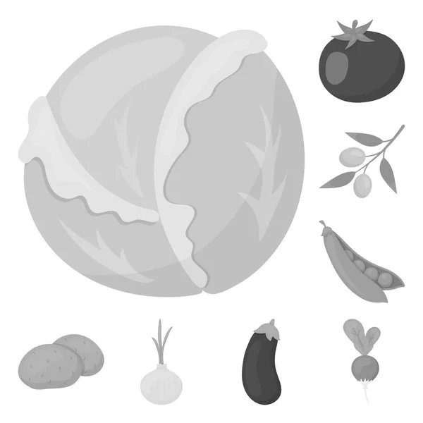Diferentes tipos de ícones monocromáticos de vegetais na coleção de conjuntos para design. Vegetais e vitaminas símbolo vetorial web ilustração . — Vetor de Stock