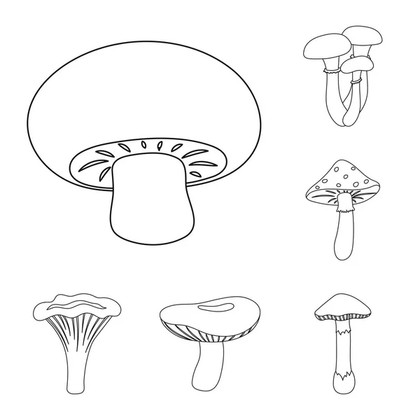 Icônes Contour Champignons Toxiques Comestibles Dans Collection Ensemble Pour Conception — Image vectorielle