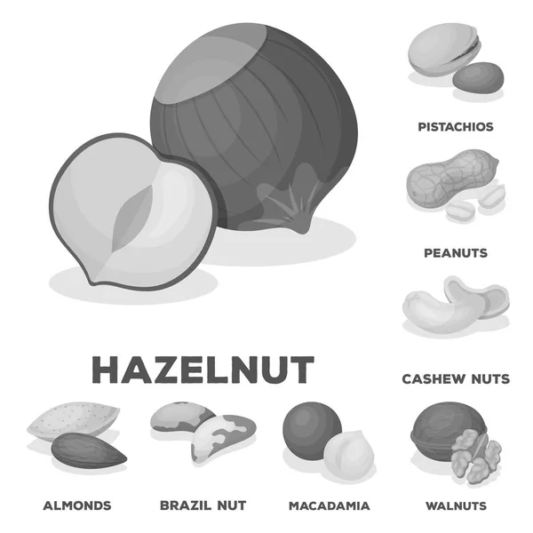 Různé druhy ořechů monochromatické ikony v kolekce sady pro design. Matice potravin vektor symbol akcií web ilustrace. — Stockový vektor