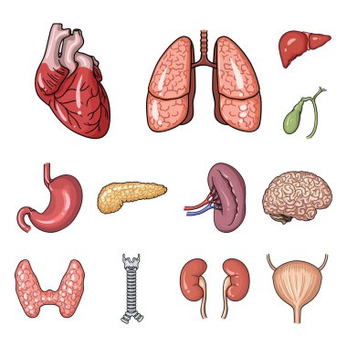 İnsan organlarını set koleksiyonu tasarım için simgeleri karikatür. Sembol stok illüstrasyon vektör anatomi ve iç organlar.