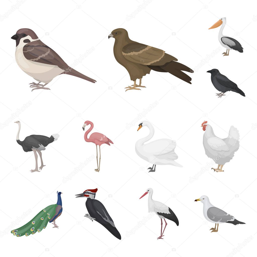 Types of birds cartoon icons in set collection for design. Home and wild bird vector symbol stock  illustration.