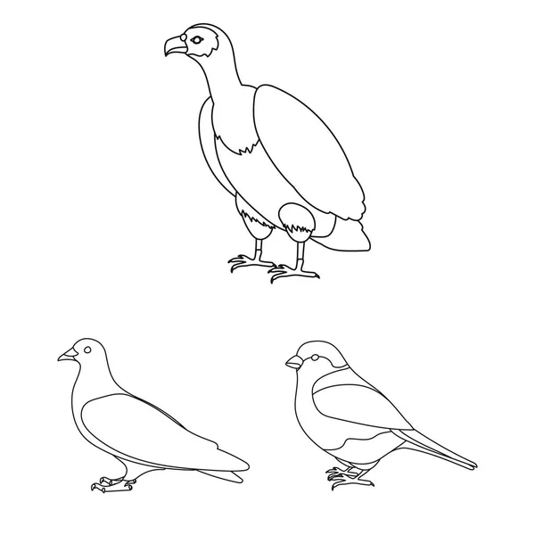 Typer av fåglar disposition ikoner i set samling för design. Hem och vild fågel vektor symbol lager web illustration. — Stock vektor