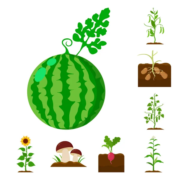 工場野菜は漫画デザインのセットのコレクションのアイコンです。庭と収穫ベクトル シンボル ストック web イラスト. — ストックベクタ