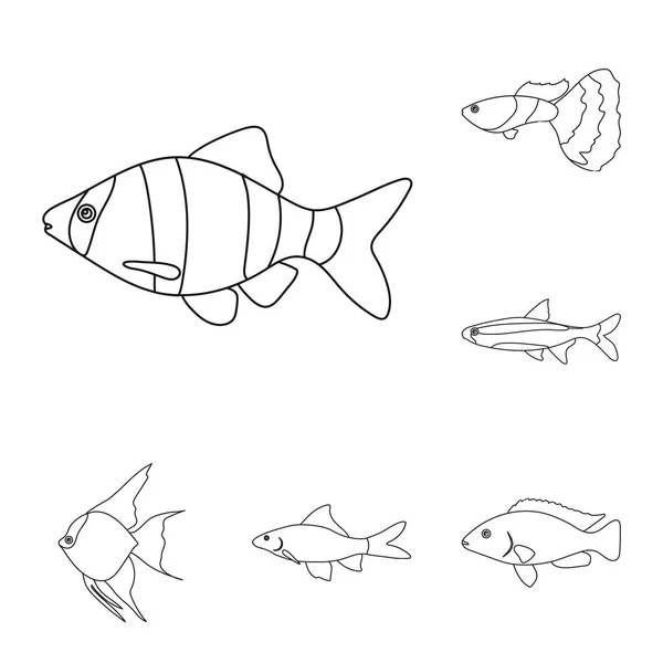 Los diferentes tipos de peces esbozan iconos en la colección de conjuntos para el diseño. Marino y acuario peces vector símbolo stock web ilustración . — Vector de stock