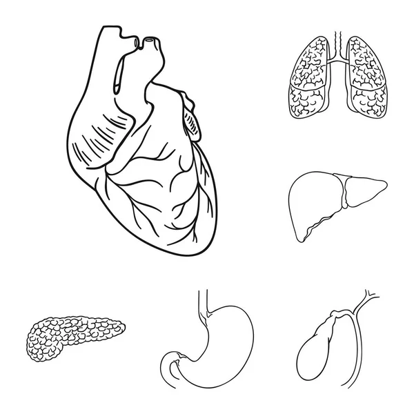 Los órganos humanos esbozan iconos en la colección de conjuntos para el diseño. Anatomía y órganos internos vector símbolo stock web ilustración . — Vector de stock