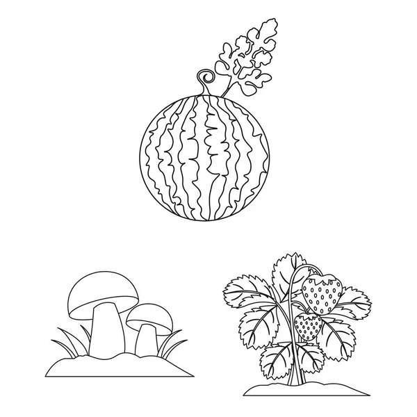Иконки очертаний растений, овощей в наборе коллекции для дизайна. Интернет-иллюстрация векторных символов сада и урожая . — стоковый вектор