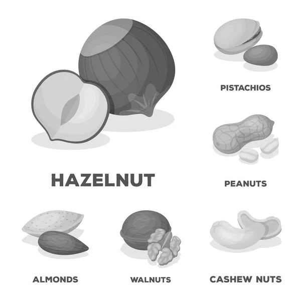 Diferentes tipos de nueces iconos monocromáticos en la colección de conjuntos para design.Nut Alimento vector símbolo stock web ilustración . — Archivo Imágenes Vectoriales