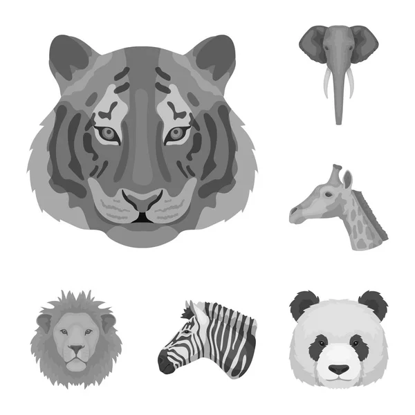 Wild monochroom dierlijke pictogrammen in set collectie voor design. Zoogdieren en vogels symbool voorraad web vectorillustratie. — Stockvector