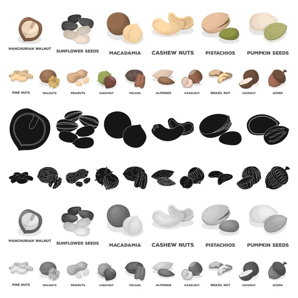 Diferentes tipos de ícones de desenhos animados de nozes na coleção de conjuntos para design.Nut Food vector symbol stock web illustration . —  Vetores de Stock