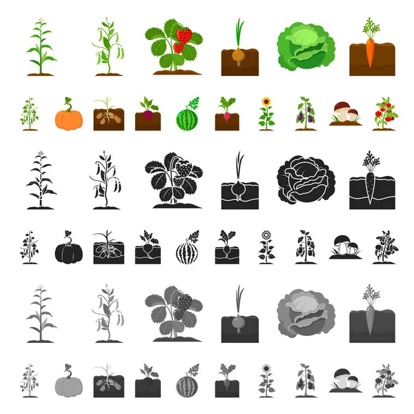 Planta, iconos de dibujos animados vegetales en la colección de conjuntos para el diseño. Jardín y cosecha vector símbolo stock web ilustración . — Vector de stock