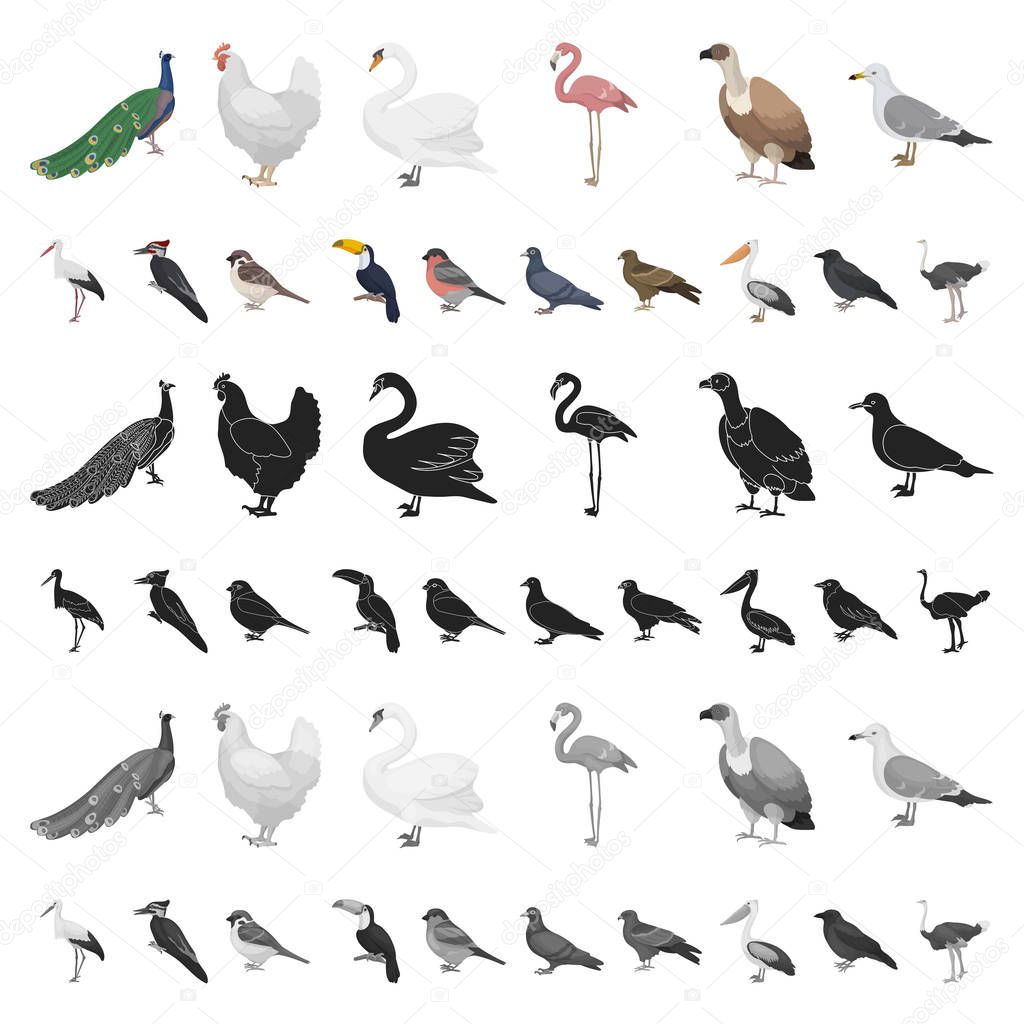 Types of birds cartoon icons in set collection for design. Home and wild bird vector symbol stock  illustration.