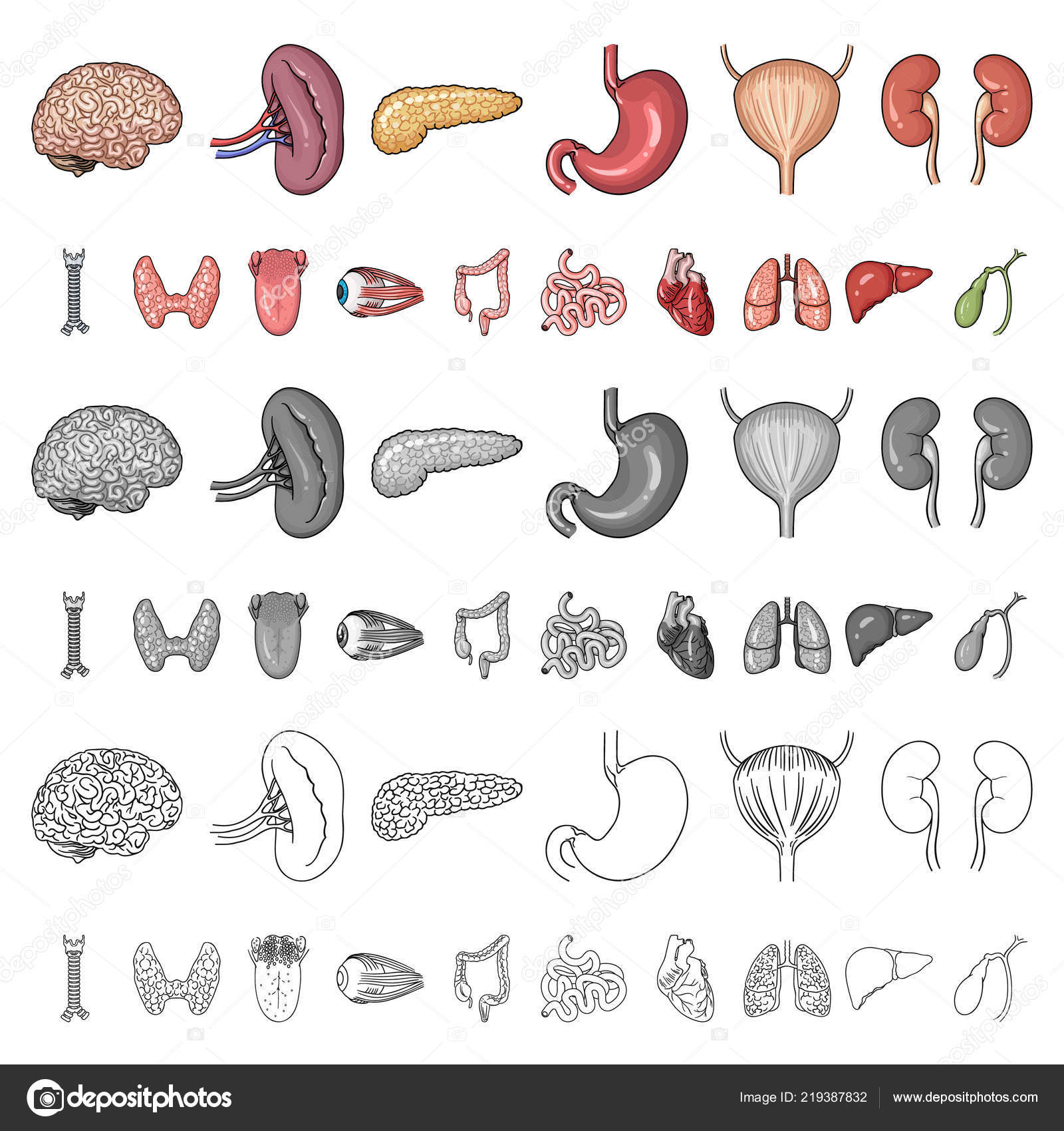 Human Organs Cartoon Icons In Set Collection For Design Anatomy And