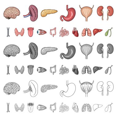 İnsan organlarını set koleksiyonu tasarım için simgeleri karikatür. Sembol stok web illüstrasyon vektör anatomi ve iç organlar.