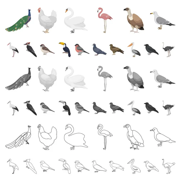 Types d'oiseaux icônes de dessin animé dans la collection de jeu pour la conception. Maison et sauvage oiseau vecteur symbole stock web illustration . — Image vectorielle