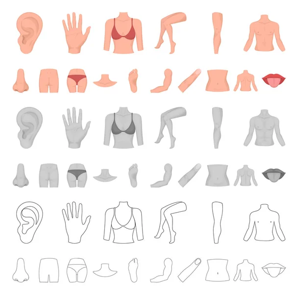 Parte do corpo, ícones de desenhos animados de membros na coleção de conjuntos para design. anatomia humana vetor símbolo web ilustração . — Vetor de Stock