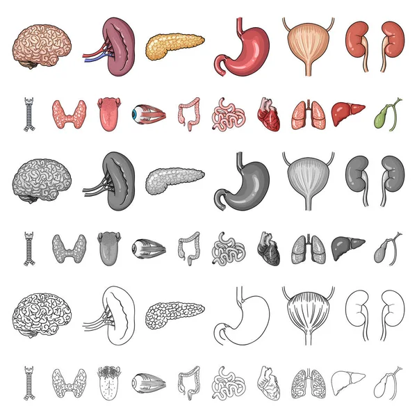 Organs cartoon Imágenes Vectoriales, Gráfico Vectorial de Organs cartoon |  Depositphotos