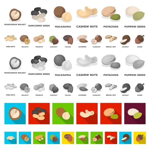 Verschillende soorten noten cartoon pictogrammen in set collectie voor design. Moer voedsel vectorillustratie symbool voorraad web. — Stockvector