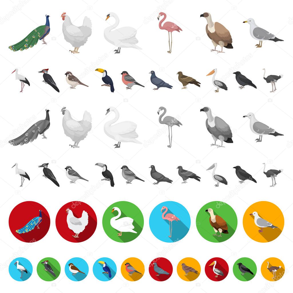 Types of birds cartoon icons in set collection for design. Home and wild bird vector symbol stock web illustration.