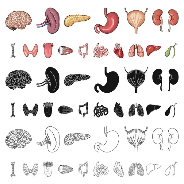 Iconos de dibujos animados de órganos humanos en colección de conjuntos para el diseño. Anatomía y órganos internos vector símbolo stock web ilustración . — Vector de stock