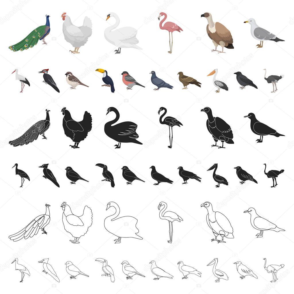 Types of birds cartoon icons in set collection for design. Home and wild bird vector symbol stock web illustration.