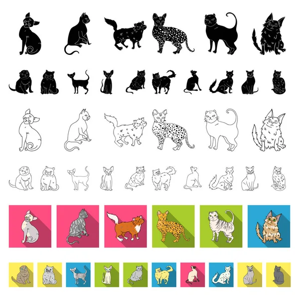 Races de chats icônes plates dans la collection ensemble pour le design. Animaux chat vecteur symbole stock web illustration . — Image vectorielle