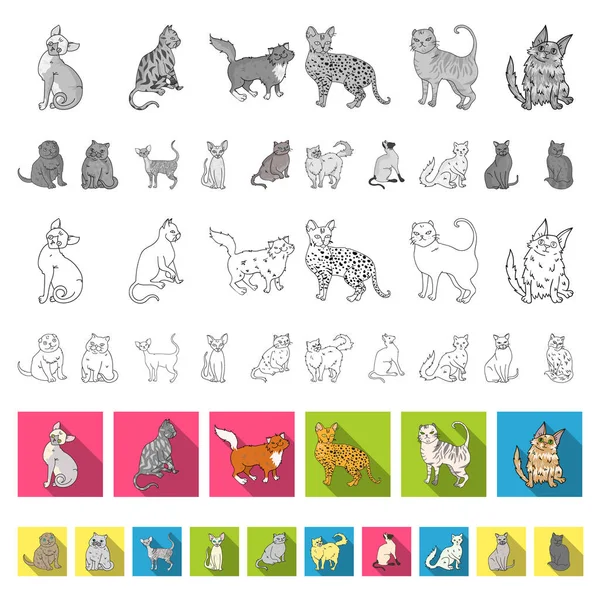 Ras kotów płaski ikony w kolekcja zestaw do projektowania. Kota wektorowego symbol zasobów sieci web. — Wektor stockowy