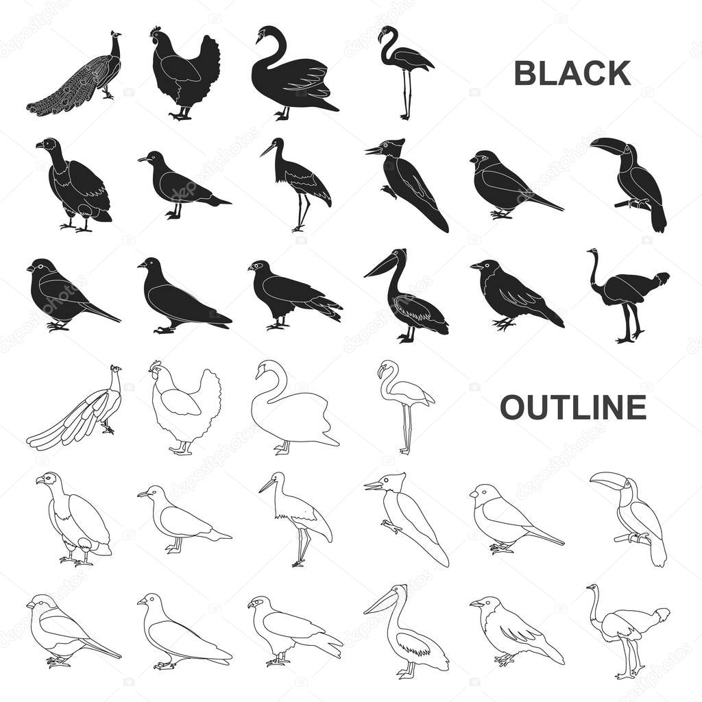 Types of birds black icons in set collection for design. Home and wild bird vector symbol stock  illustration.