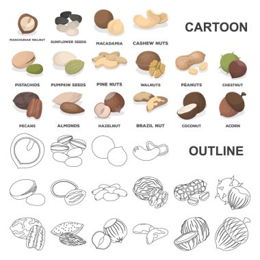 Fındık çeşitleri set koleksiyonu tasarım için simgeleri karikatür. Fındık gıda vektör simge stok web çizim.