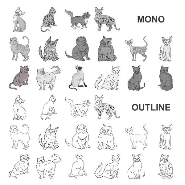 Razas de gatos iconos monocromáticos en colección de conjuntos para el diseño. Mascota gato vector símbolo stock web ilustración . — Archivo Imágenes Vectoriales