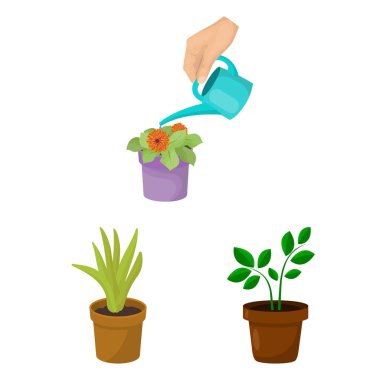 Bitki ve çiçek simgesi yalıtılmış nesne. Web için bitki ve pot hisse senedi simgesi kümesi.