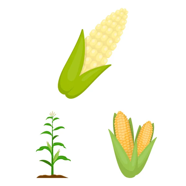 Vektorová design ikony kukuřice a listů. Sada kukuřice a sladké vektorové ikony pro stock. — Stockový vektor