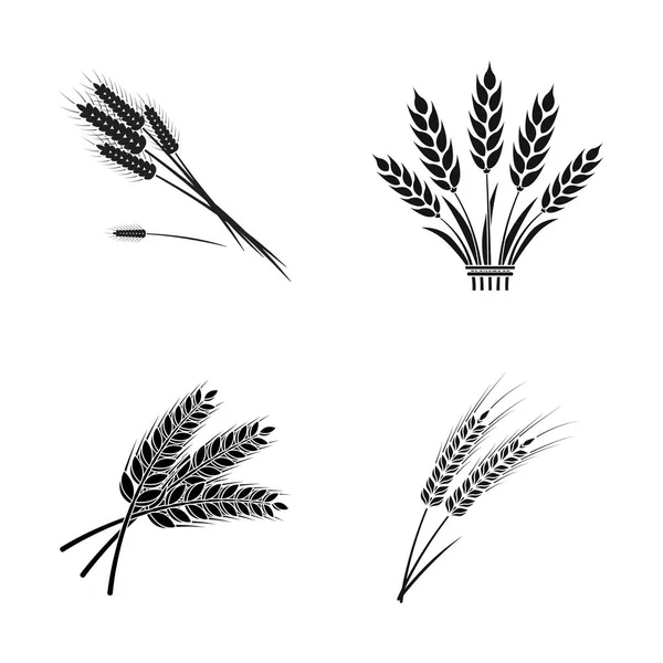 Vektorové ilustrace z pšenice a stonek znamení. Kolekce z pšenice a obilí vektorové ikony pro stock. — Stockový vektor
