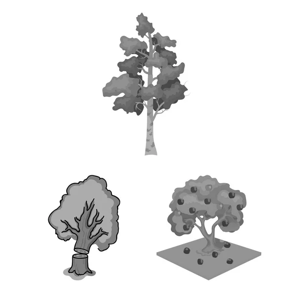 Diseño vectorial del árbol y el signo forestal. Colección de árbol y vector verde icono para stock . — Vector de stock