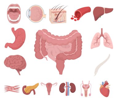 Internal organs of a human cartoon icons in set collection for design. Anatomy and medicine vector symbol stock web illustration. clipart