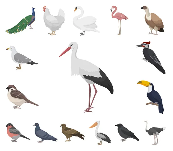 Tipos de pássaros ícones de desenhos animados em coleção de conjuntos para design. Home and wild bird vector symbol stock web illustration . —  Vetores de Stock