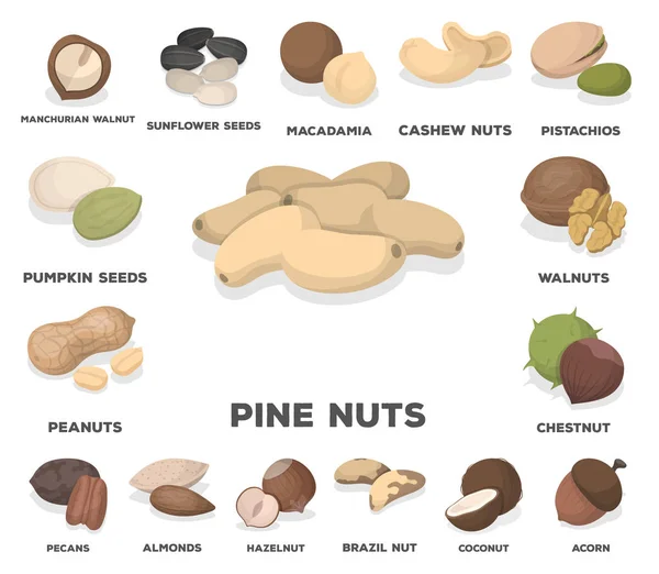 종류의 견과류 디자인에 설정된 컬렉션에 아이콘 일러스트 — 스톡 벡터