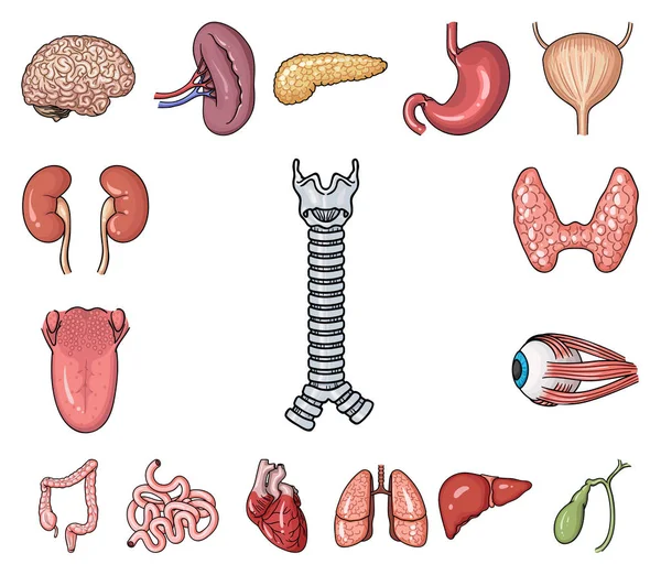 Organi umani icone dei cartoni animati nella collezione di set per il design. Anatomia e organi interni simbolo vettoriale stock web illustrazione . — Vettoriale Stock