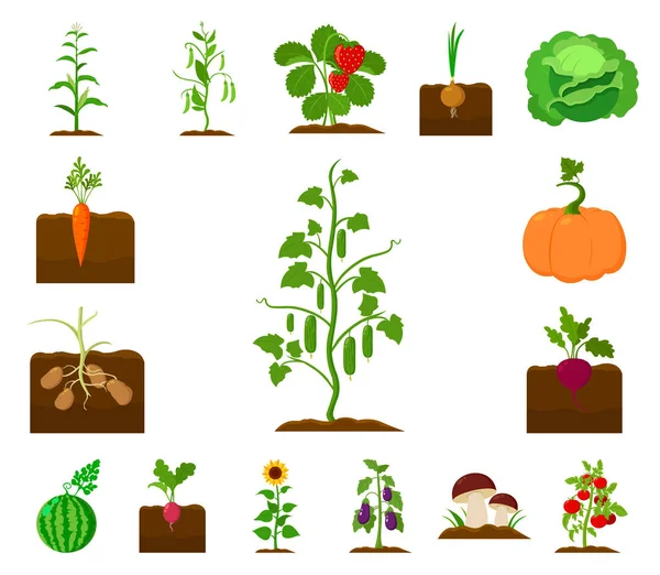 Plant, vegetable cartoon icons in set collection for design. Garden and harvest vector symbol stock web illustration. — Stock Vector