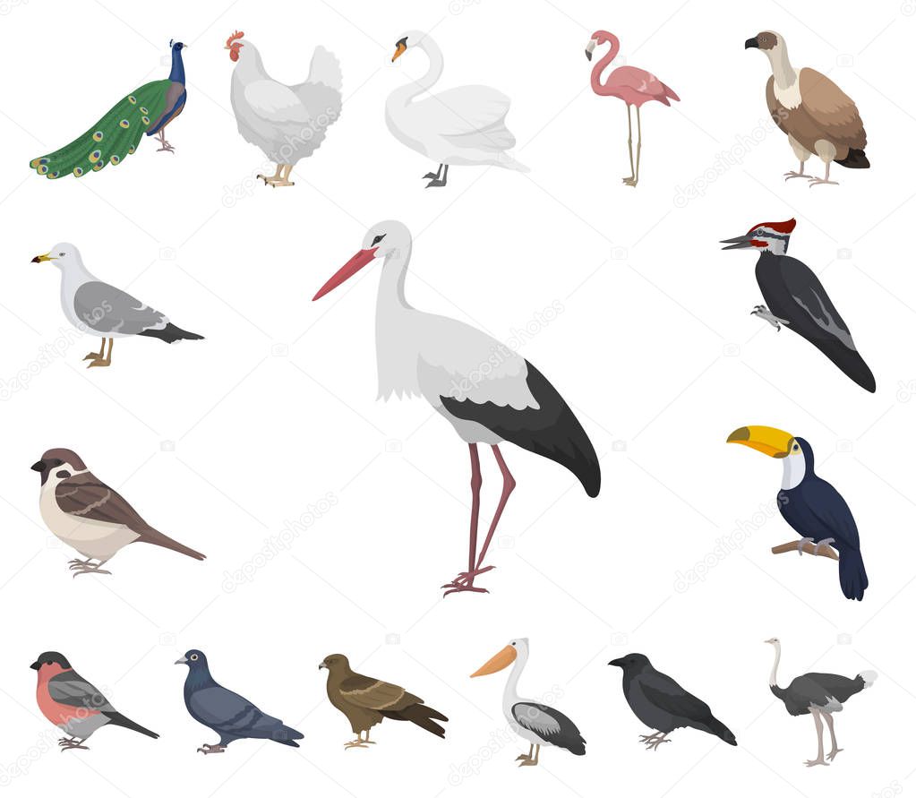 Types of birds cartoon icons in set collection for design. Home and wild bird vector symbol stock  illustration.