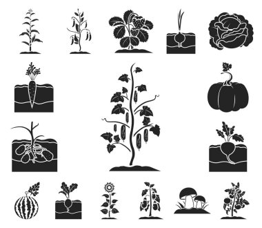 Bitki, sebze siyah simgeler toplama tasarımı için ayarlayın. Bahçe ve hasat sembol stok web illüstrasyon vektör.