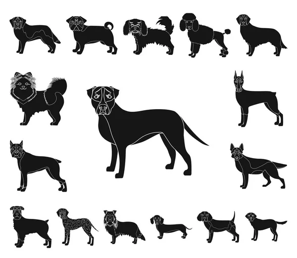 Köpek ırkları set koleksiyonu tasarım için simgeler siyah. Köpek evde beslenen hayvan vektör simge stok web çizim.