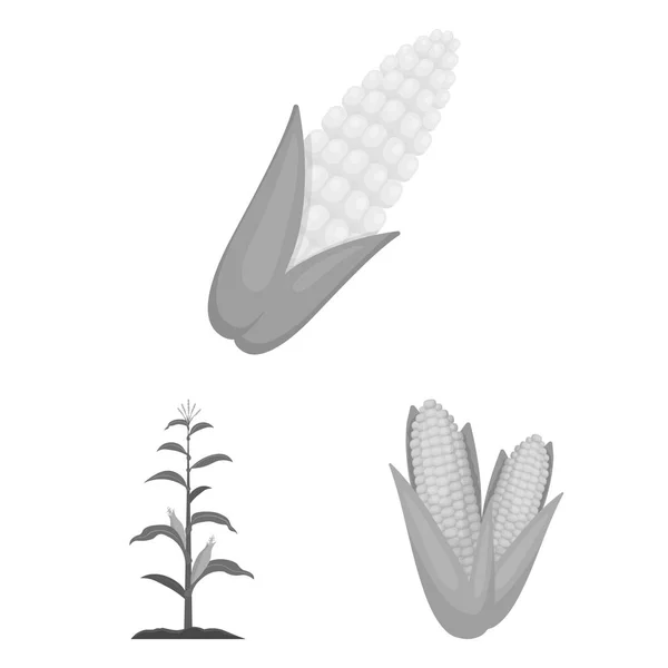 Projeto vetorial de milho e logotipo da folha. Coleta de milho e ilustração do vetor de estoque doce . — Vetor de Stock