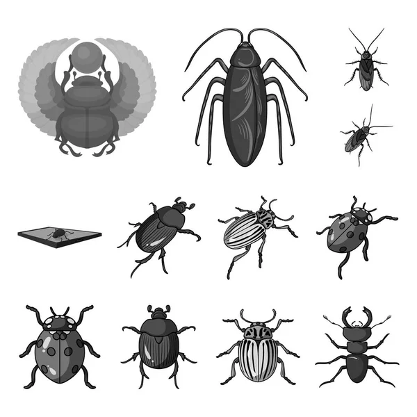 Изолированный объект с символом насекомого и жука. Набор векторных значков насекомых и Хэллоуина на складе . — стоковый вектор