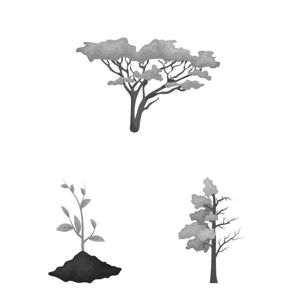 Vektorillustration von Baum und Waldlogo. Sammlung von Baum und grünem Vektorsymbol für Aktien. — Stockvektor