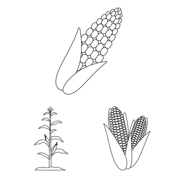 Illustrazione vettoriale dell'icona del mais e delle foglie. Raccolta di mais e stock dolce simbolo per il web . — Vettoriale Stock