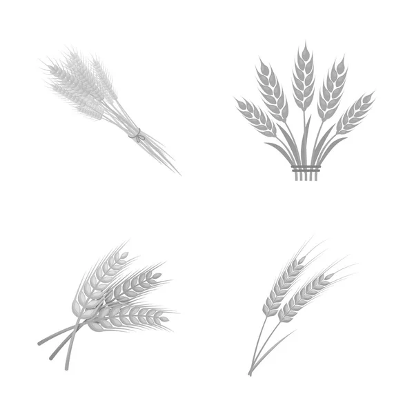 Desenho vetorial do símbolo de trigo e caule. Conjunto de trigo e vetor de grãos ícone para estoque . — Vetor de Stock